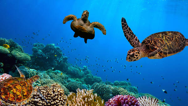 GALAPAGOS