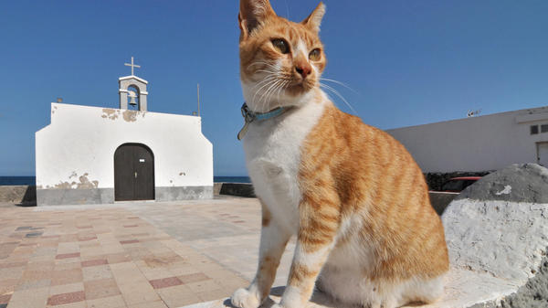 gato