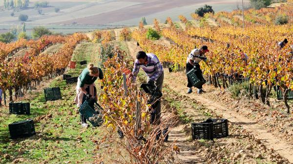 vineyard work