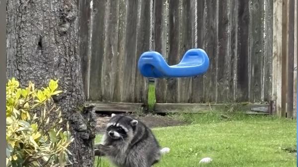 Jimothy the raccoon