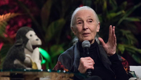 JANE GOODALL