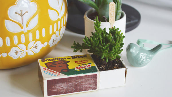 Les succulentes mises en boîte d'Aurélie