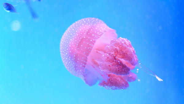 Méduse dans l'eau
