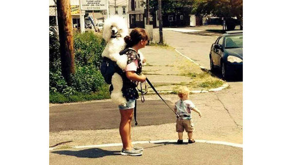 Dog Kid