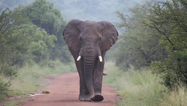 SAFARI