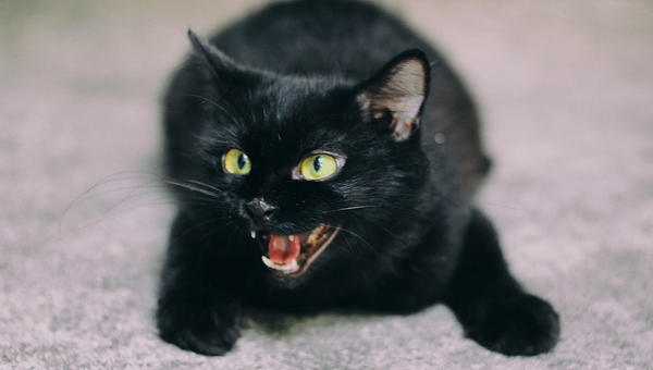 BLACK CAT