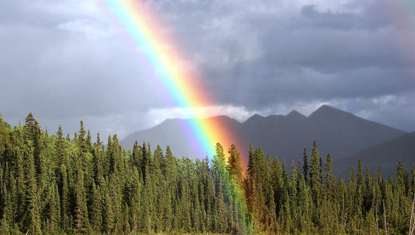 RAINBOW FOREST