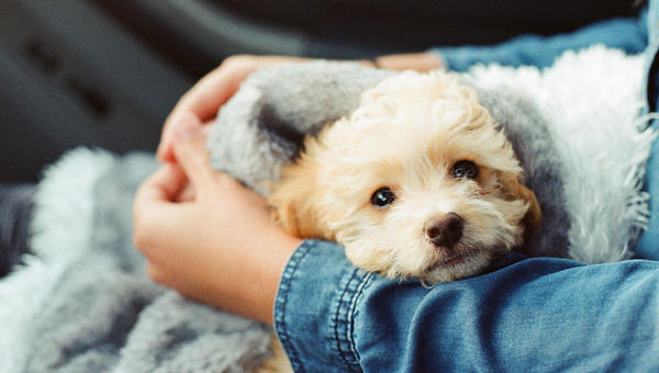 PUPPY DOG