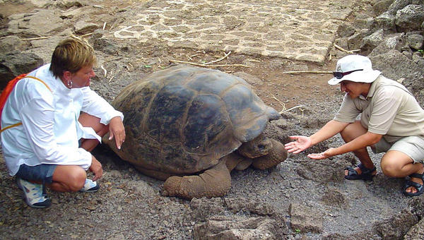 TURTLE