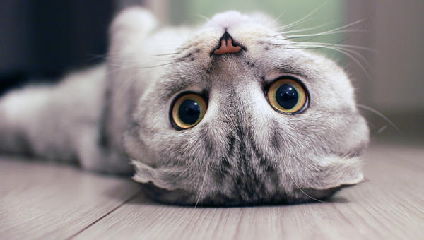 GATTO GRIGIO SCOZZESE