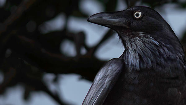 RAVEN,BLACK,BIRD