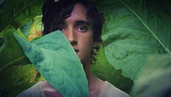 LAZZARO FELICE