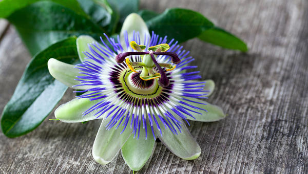 PASSIFLORA