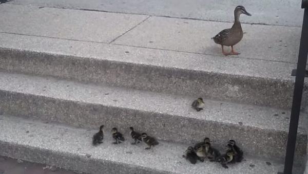 ducks