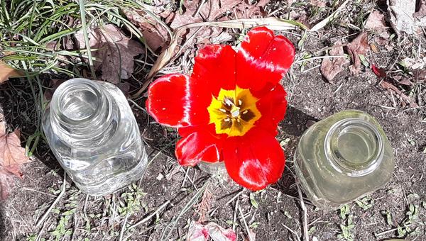 spring flower