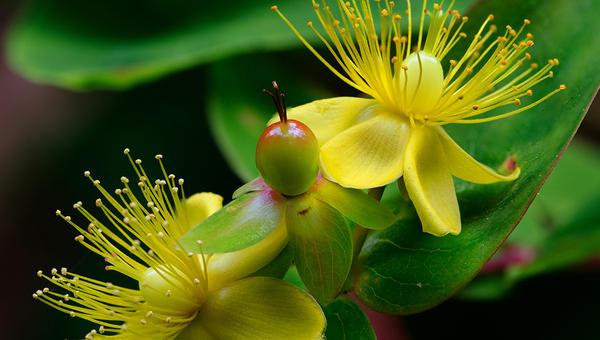 St. John's wort