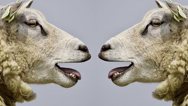 sheep-.jpg