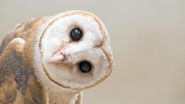 OWL, HEAD, BROWN