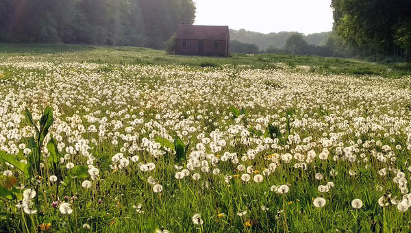 Natuurbegraafplaats Koningsakker