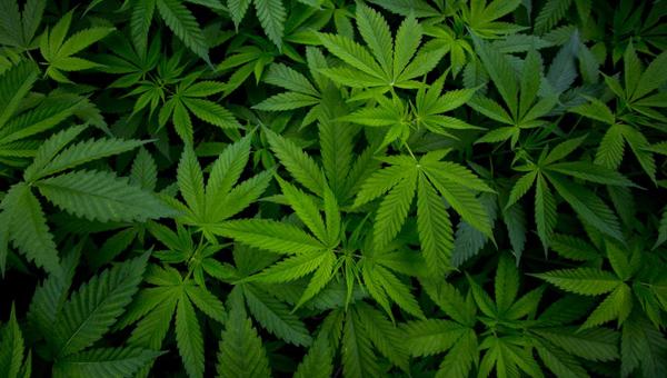 CANNABIS