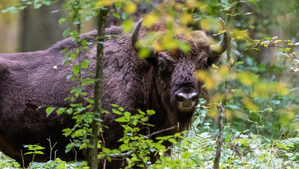 BIAŁOWIEŻA