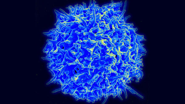 STEM CELL