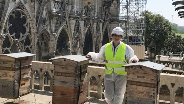 NOTRE DAME BEES