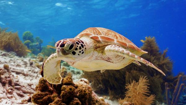 TURTLE