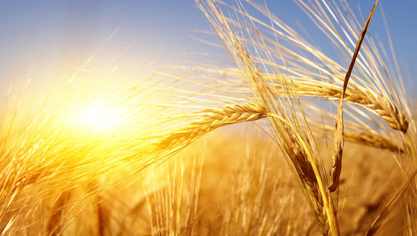 Golden wheat