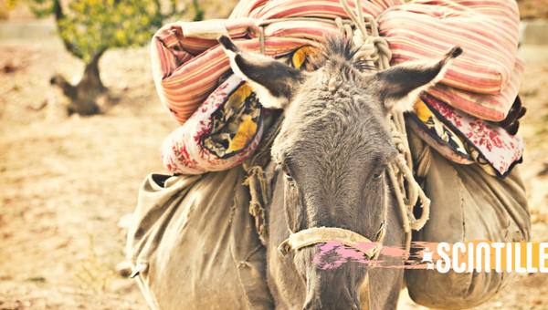 DONKEY, SCINTILLE, COVER
