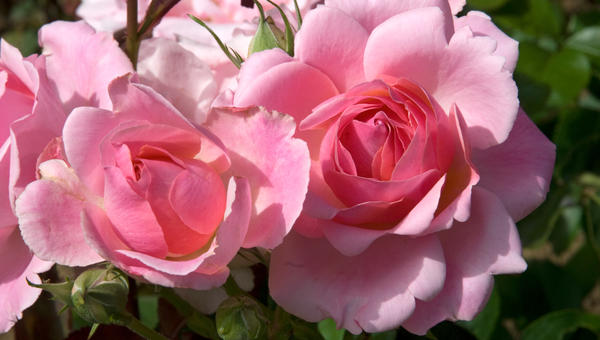 ROSES