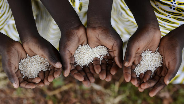 AFRICA, HANDS, RICE