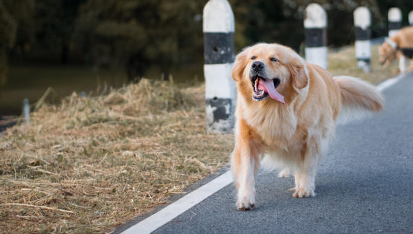 RETRIEVER