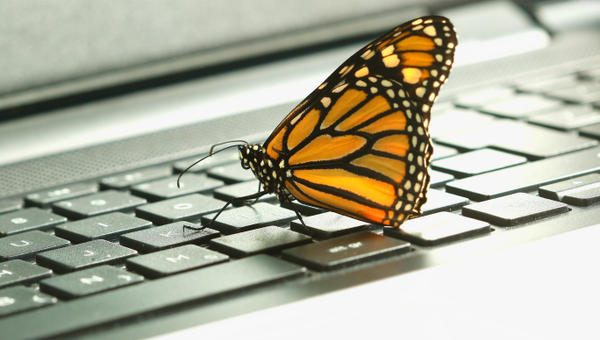 BUTTERFLY