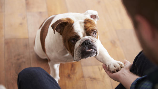 DOG OWNER