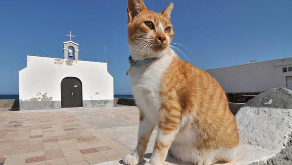 gato