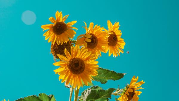 sunflowers in bright light