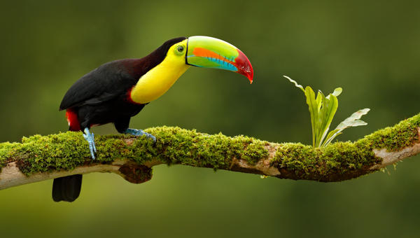 tucan