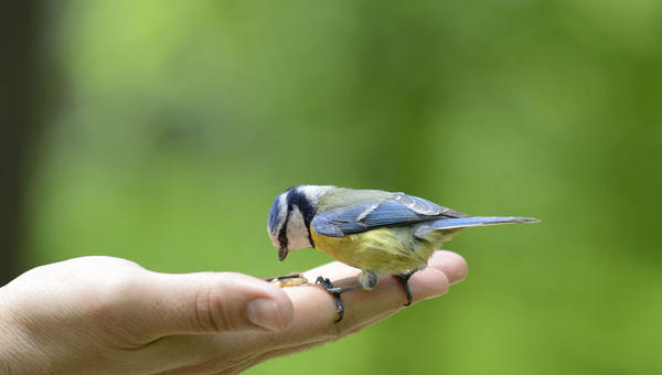 bird on hand
