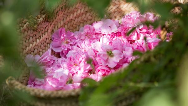 roses_1363194830