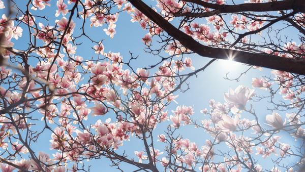 Beautiful magnolia tree