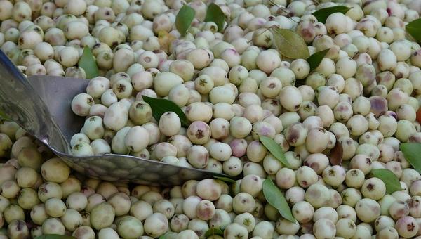 White olive Tree seeds