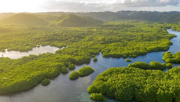 AMAZONAS