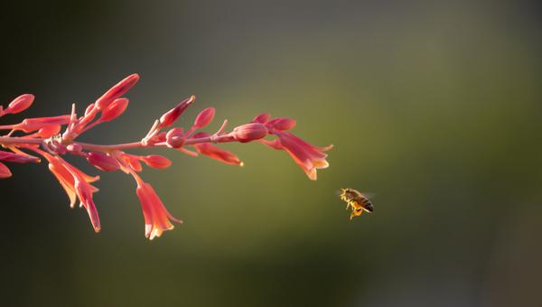 honey bee flower