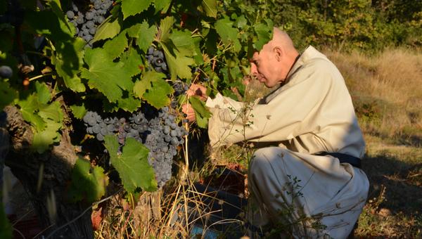 Barroux, Bénédictins, vignes, vin, vendanges, moines