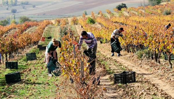 vineyard work