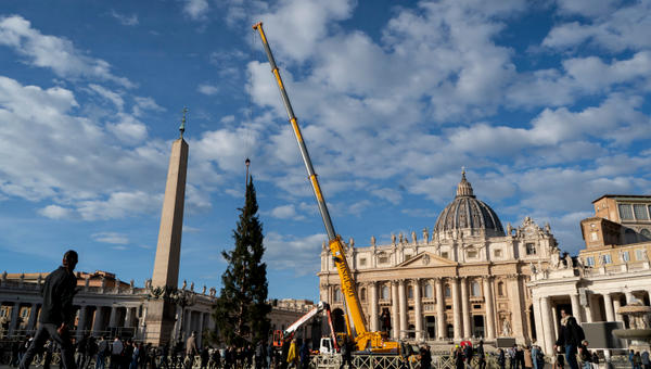 Giant fir donated by the city of Macra in the Italian northern region of Piedmont, lifted by cranes in St. Peter's Square
