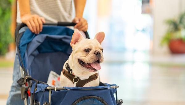 cachorro no carrinho