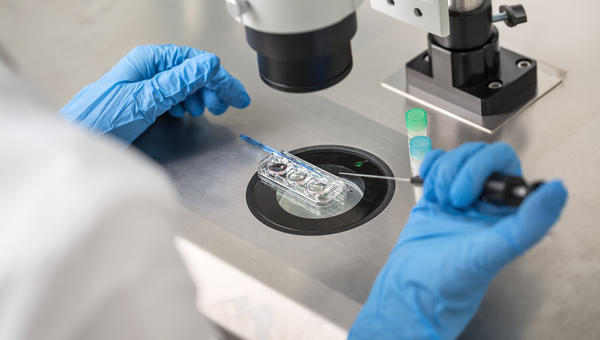 FIV-PROCREATION-LABORATOIRE-shutterstock