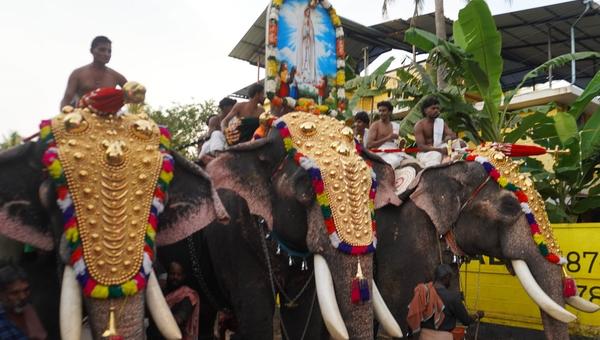 Majestic Elephants cropped for lead image